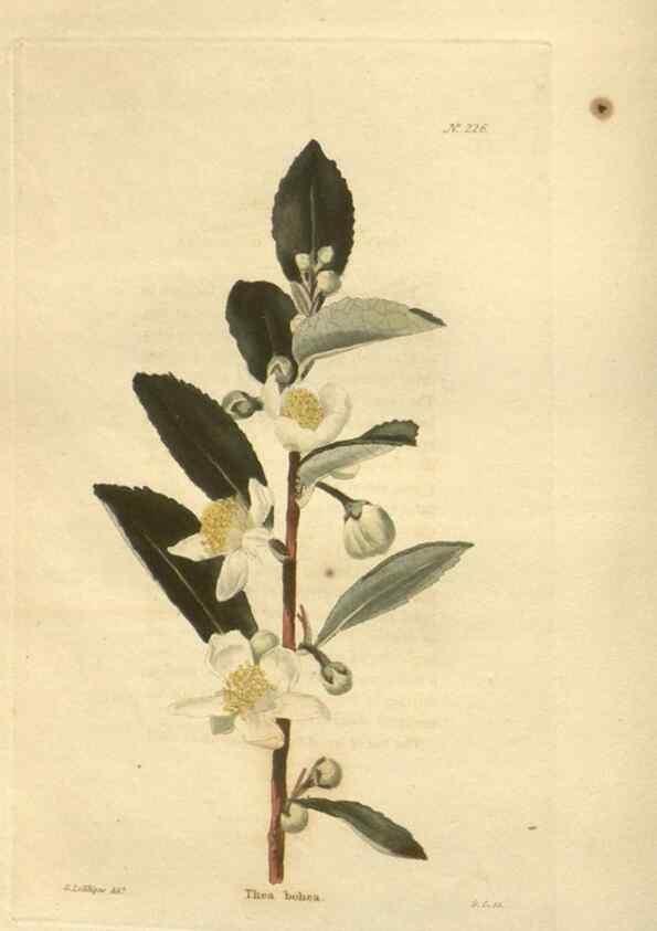 Reproducción/Reproduction 48624065651: The botanical cabinet. London :John & Arthur Arch ...,1817-1833.. 