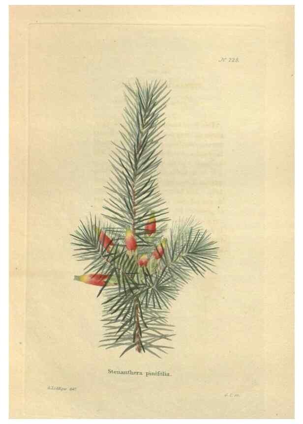 Reproducción/Reproduction 48623715093: The botanical cabinet. London :John & Arthur Arch ...,1817-1833.. 