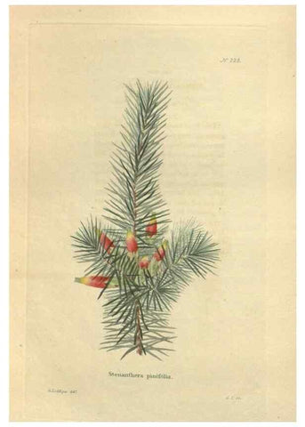 Reproducción/Reproduction 48623715093: The botanical cabinet. London :John & Arthur Arch ...,1817-1833.. 
