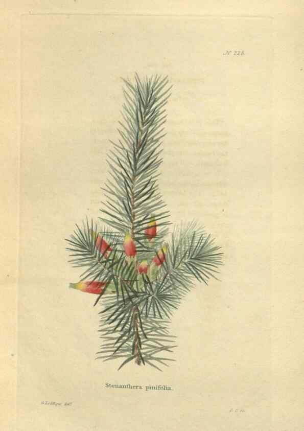 Reproducción/Reproduction 48623715093: The botanical cabinet. London :John & Arthur Arch ...,1817-1833.. 