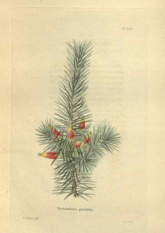 Reproducción/Reproduction 48623715093: The botanical cabinet. London :John & Arthur Arch ...,1817-1833.. 