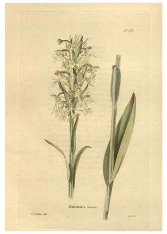 Reproducción/Reproduction 48623715463: The botanical cabinet. London :John & Arthur Arch ...,1817-1833.. 