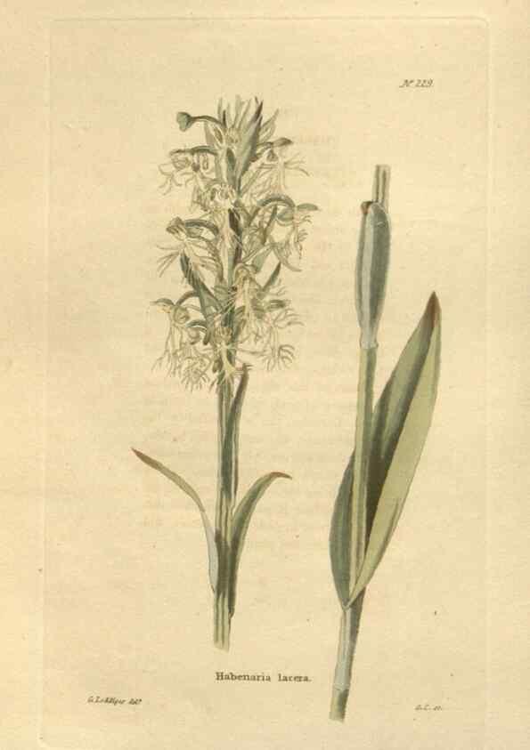 Reproducción/Reproduction 48623715463: The botanical cabinet. London :John & Arthur Arch ...,1817-1833.. 