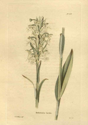 Reproducción/Reproduction 48623715463: The botanical cabinet. London :John & Arthur Arch ...,1817-1833.. 