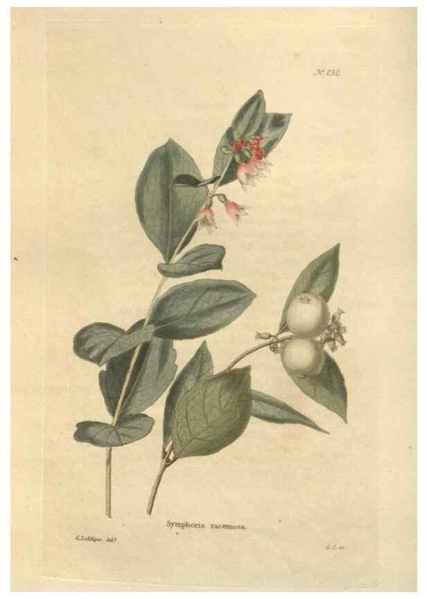 Reproducción/Reproduction 48624213617: The botanical cabinet. London :John & Arthur Arch ...,1817-1833.. 