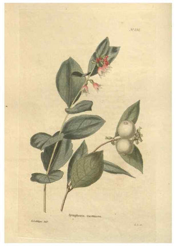 Reproducción/Reproduction 48624213617: The botanical cabinet. London :John & Arthur Arch ...,1817-1833.. 