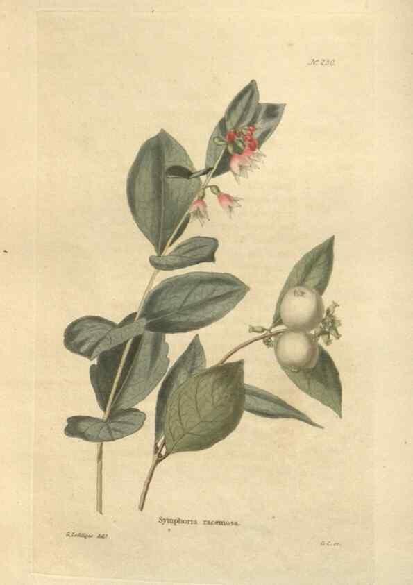 Reproducción/Reproduction 48624213617: The botanical cabinet. London :John & Arthur Arch ...,1817-1833.. 