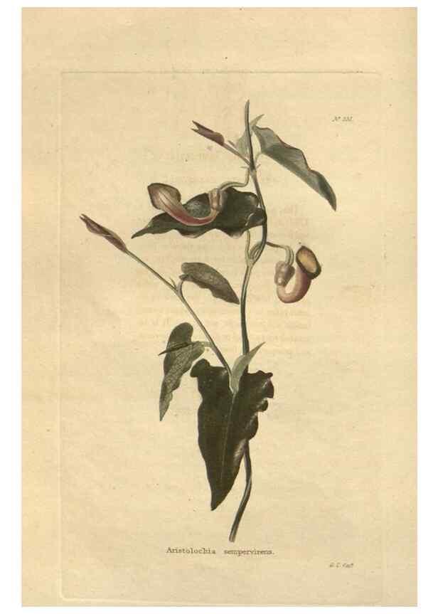 Reproducción/Reproduction 48624213982: The botanical cabinet. London :John & Arthur Arch ...,1817-1833.. 