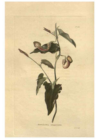 Reproducción/Reproduction 48624213982: The botanical cabinet. London :John & Arthur Arch ...,1817-1833.. 