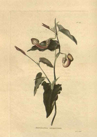 Reproducción/Reproduction 48624213982: The botanical cabinet. London :John & Arthur Arch ...,1817-1833.. 