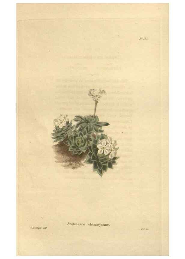 Reproducción/Reproduction 48624067726: The botanical cabinet. London :John & Arthur Arch ...,1817-1833.. 