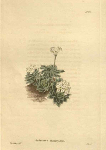 Reproducción/Reproduction 48624067726: The botanical cabinet. London :John & Arthur Arch ...,1817-1833.. 