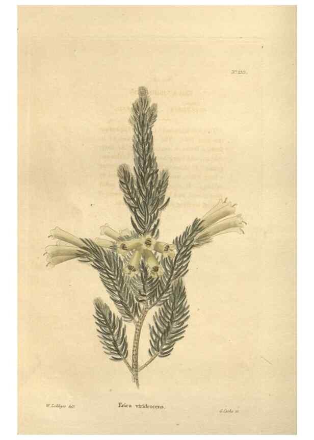 Reproducción/Reproduction 48623717008: The botanical cabinet. London :John & Arthur Arch ...,1817-1833.. 