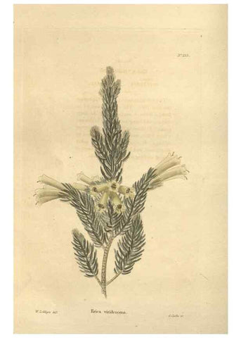 Reproducción/Reproduction 48623717008: The botanical cabinet. London :John & Arthur Arch ...,1817-1833.. 