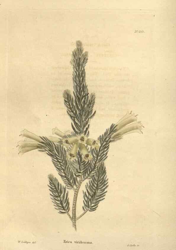 Reproducción/Reproduction 48623717008: The botanical cabinet. London :John & Arthur Arch ...,1817-1833.. 