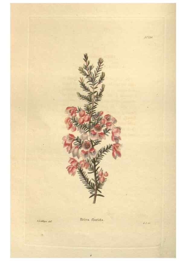 Reproducción/Reproduction 48624215112: The botanical cabinet. London :John & Arthur Arch ...,1817-1833.. 
