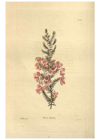 Reproducción/Reproduction 48624215112: The botanical cabinet. London :John & Arthur Arch ...,1817-1833.. 