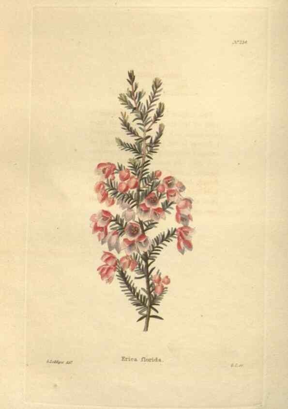 Reproducción/Reproduction 48624215112: The botanical cabinet. London :John & Arthur Arch ...,1817-1833.. 