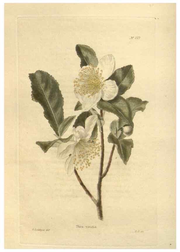 Reproducción/Reproduction 48623714698: The botanical cabinet. London :John & Arthur Arch ...,1817-1833.. 