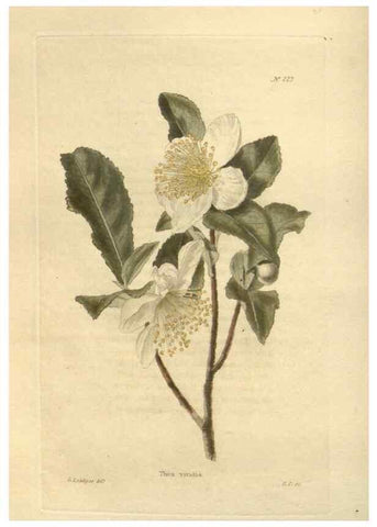 Reproducción/Reproduction 48623714698: The botanical cabinet. London :John & Arthur Arch ...,1817-1833.. 