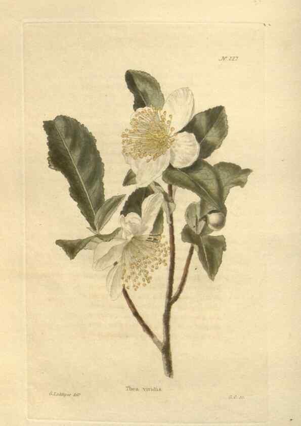 Reproducción/Reproduction 48623714698: The botanical cabinet. London :John & Arthur Arch ...,1817-1833.. 