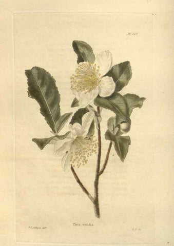Reproducción/Reproduction 48623714698: The botanical cabinet. London :John & Arthur Arch ...,1817-1833.. 
