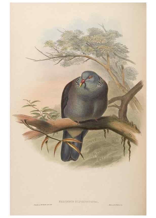 Reproducción/Reproduction 48630667587: Birds of Asia / by John Gould.. London :Printed by Taylor and Francis, pub. by the author,1850-1883.. 