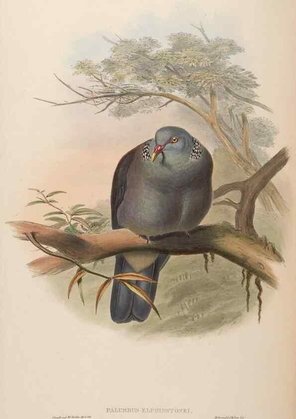 Reproducción/Reproduction 48630667587: Birds of Asia / by John Gould.. London :Printed by Taylor and Francis, pub. by the author,1850-1883.. 