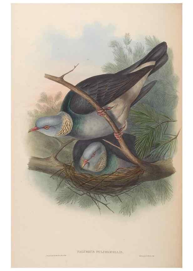 Reproducción/Reproduction 48630668182: Birds of Asia / by John Gould.. London :Printed by Taylor and Francis, pub. by the author,1850-1883.. 