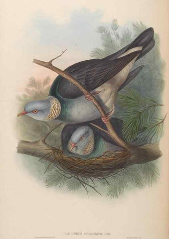 Reproducción/Reproduction 48630668182: Birds of Asia / by John Gould.. London :Printed by Taylor and Francis, pub. by the author,1850-1883.. 