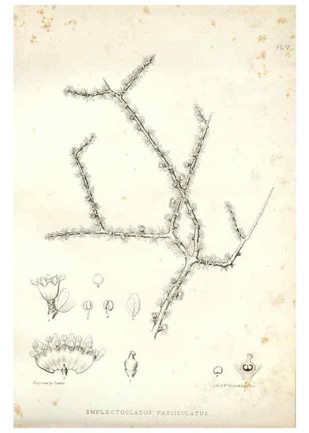 Reproducción/Reproduction 48636624408: Plantæ frémontianæ, or, Descriptions of plants collected by Col. J. C. Frémont in California /. Washington, D.C. :Smithsonian Institution,1853. 