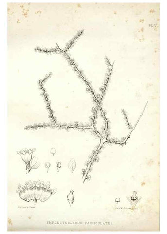 Reproducción/Reproduction 48636624408: Plantæ frémontianæ, or, Descriptions of plants collected by Col. J. C. Frémont in California /. Washington, D.C. :Smithsonian Institution,1853. 