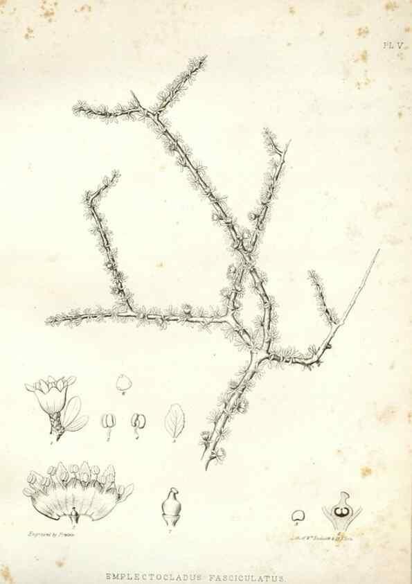 Reproducción/Reproduction 48636624408: Plantæ frémontianæ, or, Descriptions of plants collected by Col. J. C. Frémont in California /. Washington, D.C. :Smithsonian Institution,1853. 