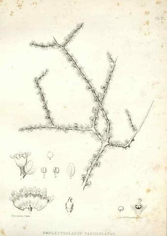 Reproducción/Reproduction 48636624408: Plantæ frémontianæ, or, Descriptions of plants collected by Col. J. C. Frémont in California /. Washington, D.C. :Smithsonian Institution,1853. 