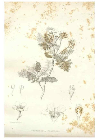 Reproducción/Reproduction 48636624663: Plantæ frémontianæ, or, Descriptions of plants collected by Col. J. C. Frémont in California /. Washington, D.C. :Smithsonian Institution,1853. 