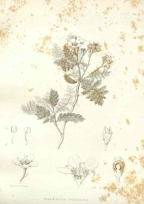 Reproducción/Reproduction 48636624663: Plantæ frémontianæ, or, Descriptions of plants collected by Col. J. C. Frémont in California /. Washington, D.C. :Smithsonian Institution,1853. 