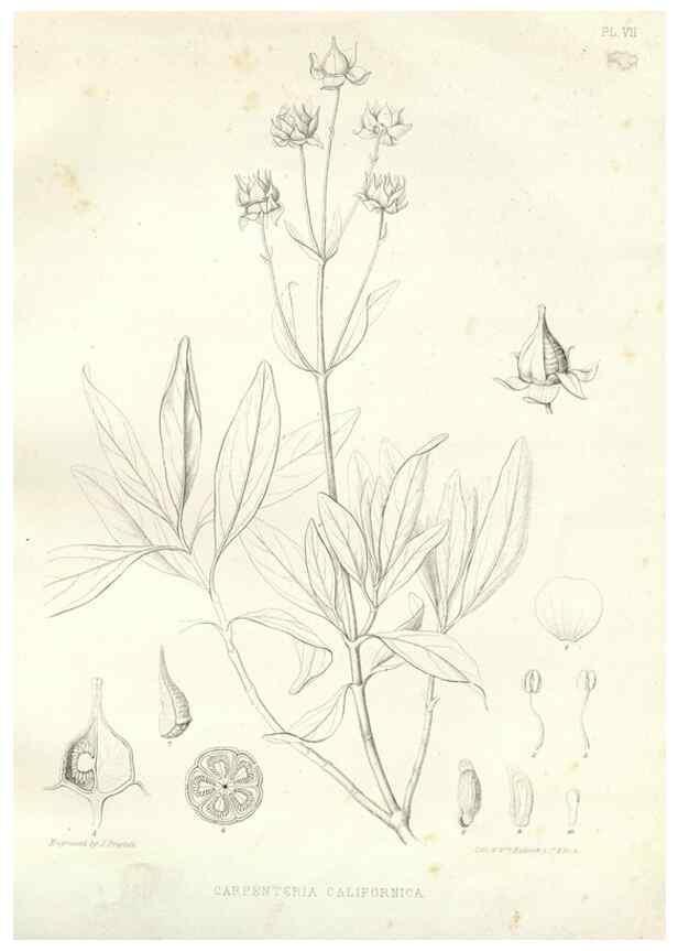 Reproducción/Reproduction 48637121222: Plantæ frémontianæ, or, Descriptions of plants collected by Col. J. C. Frémont in California /. Washington, D.C. :Smithsonian Institution,1853. 