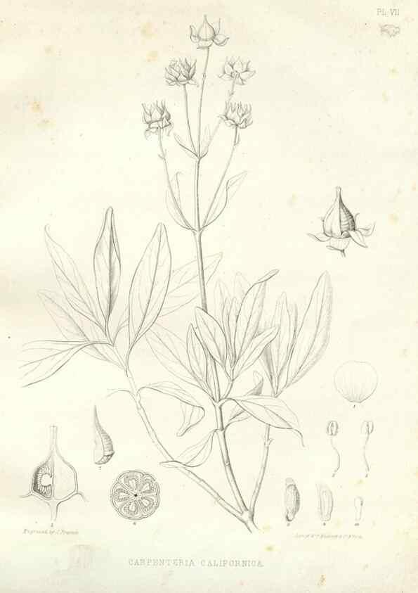Reproducción/Reproduction 48637121222: Plantæ frémontianæ, or, Descriptions of plants collected by Col. J. C. Frémont in California /. Washington, D.C. :Smithsonian Institution,1853. 