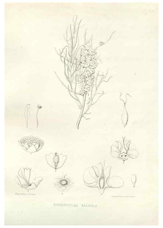 Reproducción/Reproduction 48637121472: Plantæ frémontianæ, or, Descriptions of plants collected by Col. J. C. Frémont in California /. Washington, D.C. :Smithsonian Institution,1853. 