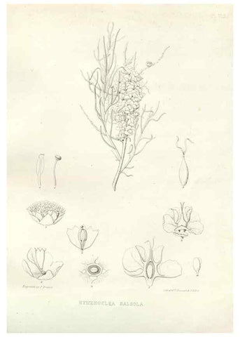Reproducción/Reproduction 48637121472: Plantæ frémontianæ, or, Descriptions of plants collected by Col. J. C. Frémont in California /. Washington, D.C. :Smithsonian Institution,1853. 