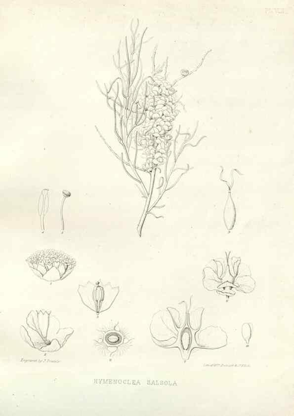 Reproducción/Reproduction 48637121472: Plantæ frémontianæ, or, Descriptions of plants collected by Col. J. C. Frémont in California /. Washington, D.C. :Smithsonian Institution,1853. 