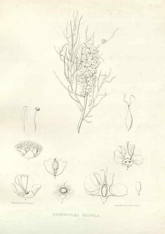 Reproducción/Reproduction 48637121472: Plantæ frémontianæ, or, Descriptions of plants collected by Col. J. C. Frémont in California /. Washington, D.C. :Smithsonian Institution,1853. 