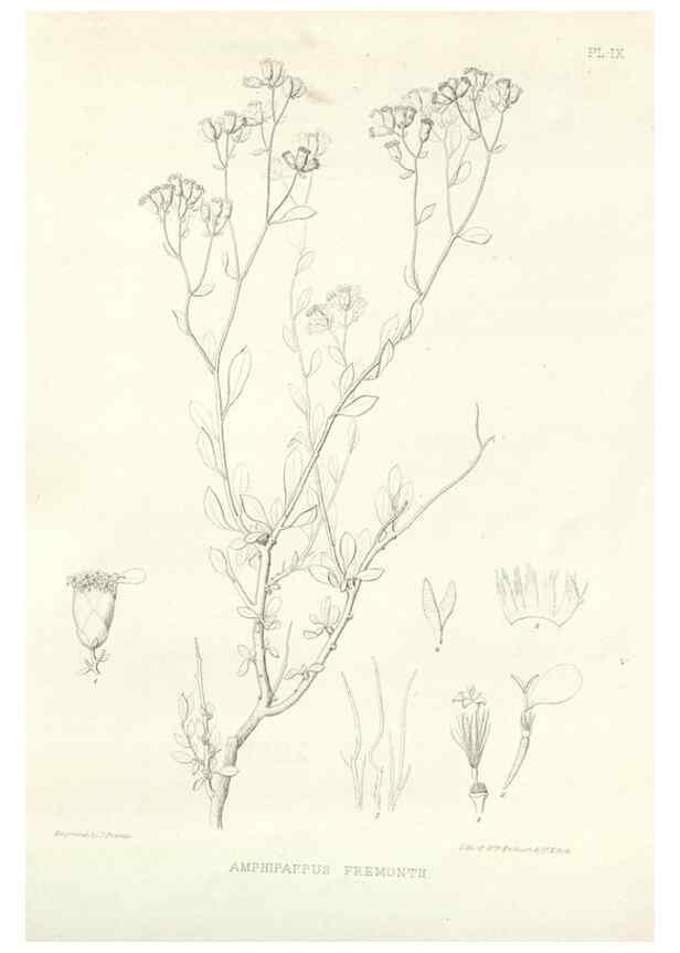 Reproducción/Reproduction 48637121797: Plantæ frémontianæ, or, Descriptions of plants collected by Col. J. C. Frémont in California /. Washington, D.C. :Smithsonian Institution,1853. 