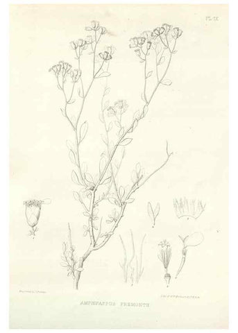 Reproducción/Reproduction 48637121797: Plantæ frémontianæ, or, Descriptions of plants collected by Col. J. C. Frémont in California /. Washington, D.C. :Smithsonian Institution,1853. 