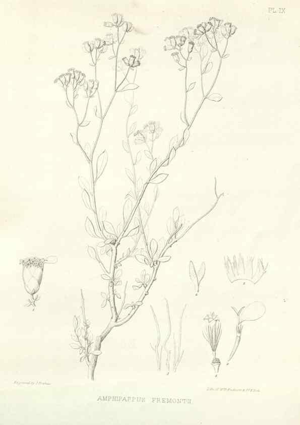 Reproducción/Reproduction 48637121797: Plantæ frémontianæ, or, Descriptions of plants collected by Col. J. C. Frémont in California /. Washington, D.C. :Smithsonian Institution,1853. 