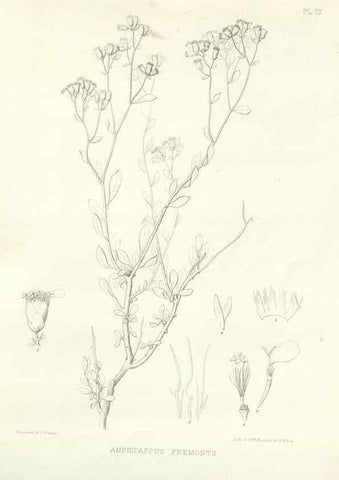 Reproducción/Reproduction 48637121797: Plantæ frémontianæ, or, Descriptions of plants collected by Col. J. C. Frémont in California /. Washington, D.C. :Smithsonian Institution,1853. 