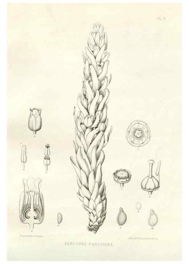 Reproducción/Reproduction 48636626033: Plantæ frémontianæ, or, Descriptions of plants collected by Col. J. C. Frémont in California /. Washington, D.C. :Smithsonian Institution,1853. 