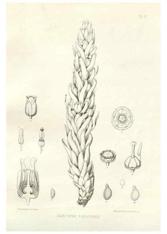 Reproducción/Reproduction 48636626033: Plantæ frémontianæ, or, Descriptions of plants collected by Col. J. C. Frémont in California /. Washington, D.C. :Smithsonian Institution,1853. 