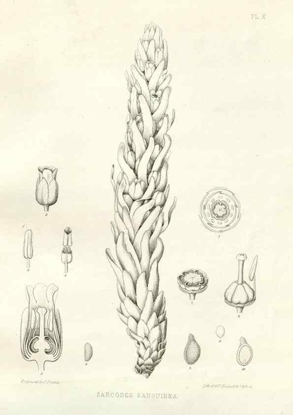 Reproducción/Reproduction 48636626033: Plantæ frémontianæ, or, Descriptions of plants collected by Col. J. C. Frémont in California /. Washington, D.C. :Smithsonian Institution,1853. 