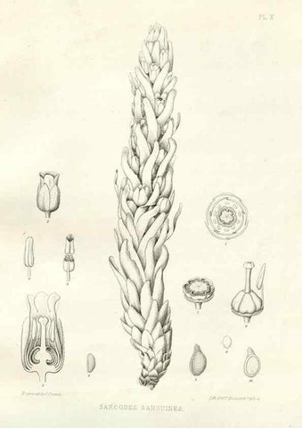 Reproducción/Reproduction 48636626033: Plantæ frémontianæ, or, Descriptions of plants collected by Col. J. C. Frémont in California /. Washington, D.C. :Smithsonian Institution,1853. 